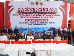 KONFERENSI PERS PENYELUDUPAN BENIH BENING LOBSTER SEBANYAK 237.305 BENIH BENING LOBSTER SENILAI 23,6 MILIAR RUPIAH*