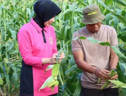 Polres Palopo Bersama Ketua Bayangkari Nadila Safi  Memimpin Kegiatan Panen Sayuran Pangan Lestari (P21