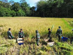 Satgas Yonzipur 8/SMG Bersinergi dengan Masyarakat, Lancarkan Panen Padi di Perbatasan*
