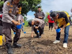 Jenis jagung yang ditanam adalah jagung pakan NK 212, yang diharapkan dapat mendukung program nasional
