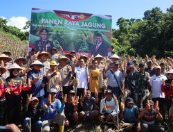 Polda Papua Gelar Panen Raya Jagung, Wujud Nyata Dukung Ketahanan Pangan Nasional