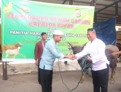 Wujud Kepedulian Sosial Momen Idul Adha, Polda Papua Sembelih 21 Ekor Sapi dan 4 Ekor Kambing