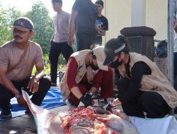 Kapolres Asmat Polda Papua Pimpin Langsung Penyembelihan Hewan Qurban