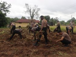 ‎Dukung Ketahanan Pangan Nasional, Polres Mappi Buka lahan Jagung