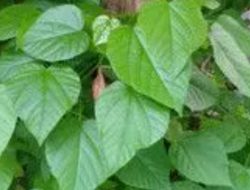 Manfaat Daun Paliasa: Herbal Serbaguna untuk Menunjang Kesehatan Tubuh